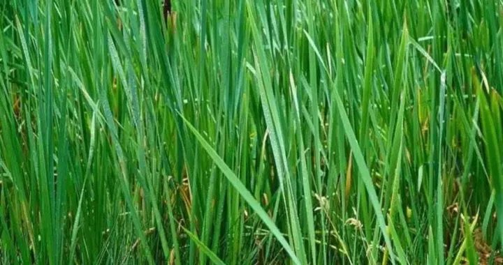 Možete li pronaći skakavca u travi?/