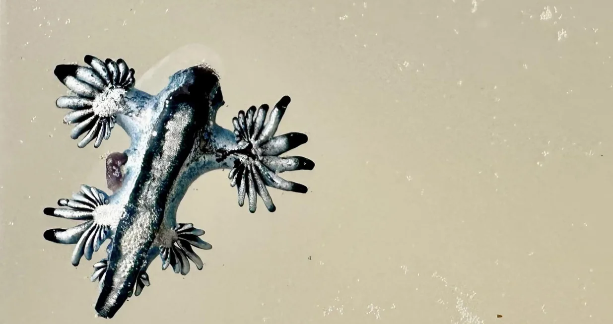 morski puž plavi zmaj facebook/