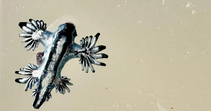 morski puž plavi zmaj facebook/