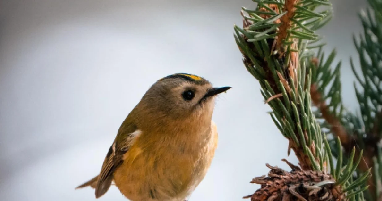 Simpatični kraljić je najmanja ptica u BiH/Foto: Ivan Ramadan/ IG: @ivanimates (Screenshot)/