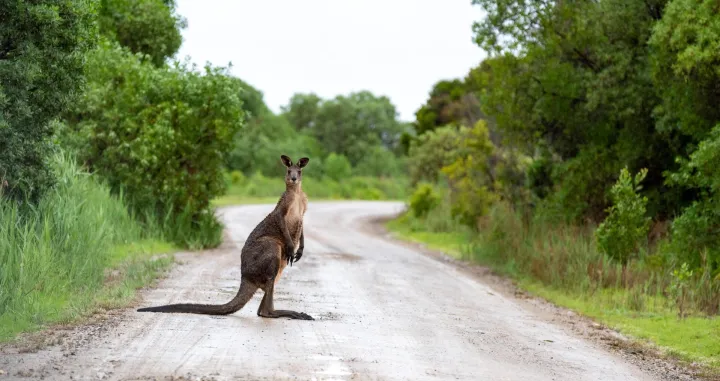 Rijetki su napadi kengura na ljude/ Unsplash/