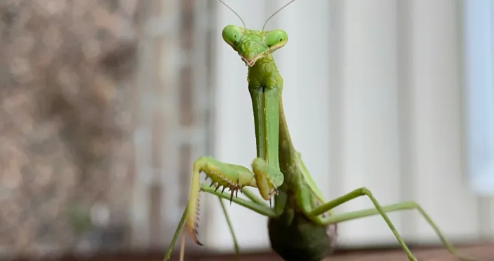 bogomoljka, insekst, životinja/Drew Easley