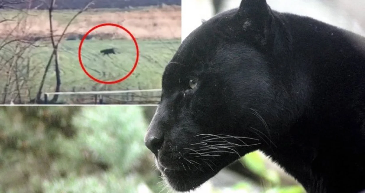 panter srbija apatin/