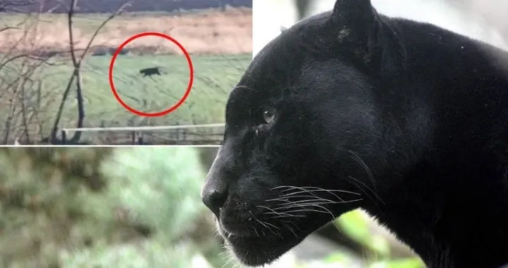 panter srbija apatin/