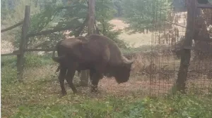 Pronađen bizon/Instagram//