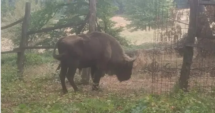 Pronađen bizon/Instagram//