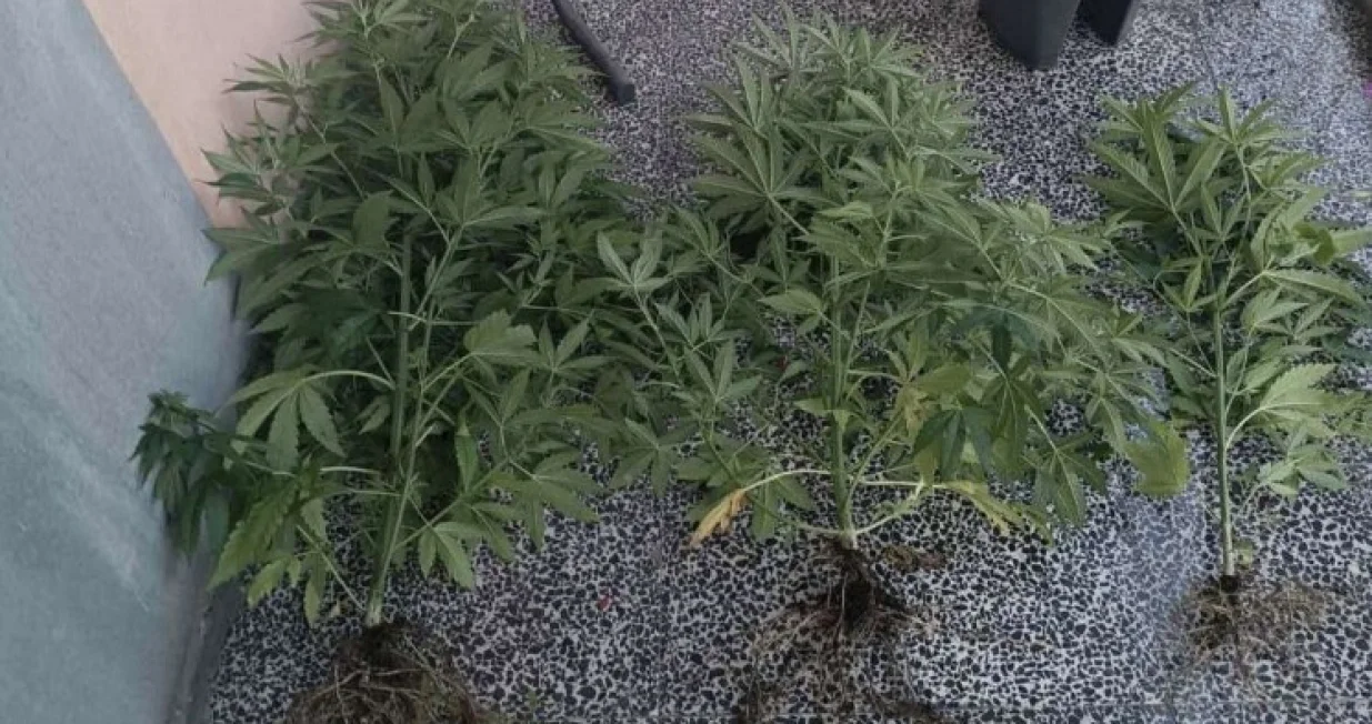 Pronađena droga/PU Banja Luka/