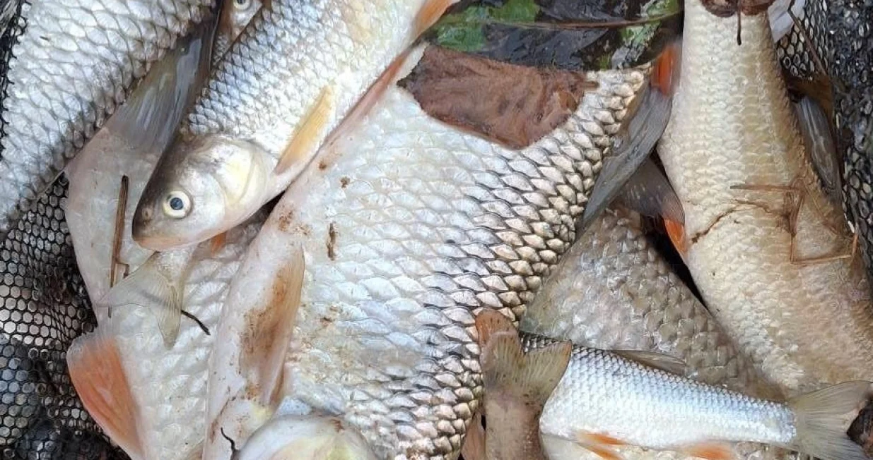 Pomor ribe, rijeka Jadar, istočna Bosna, Podrinje/Drina Media