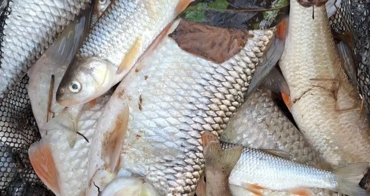 Pomor ribe, rijeka Jadar, istočna Bosna, Podrinje/Drina Media