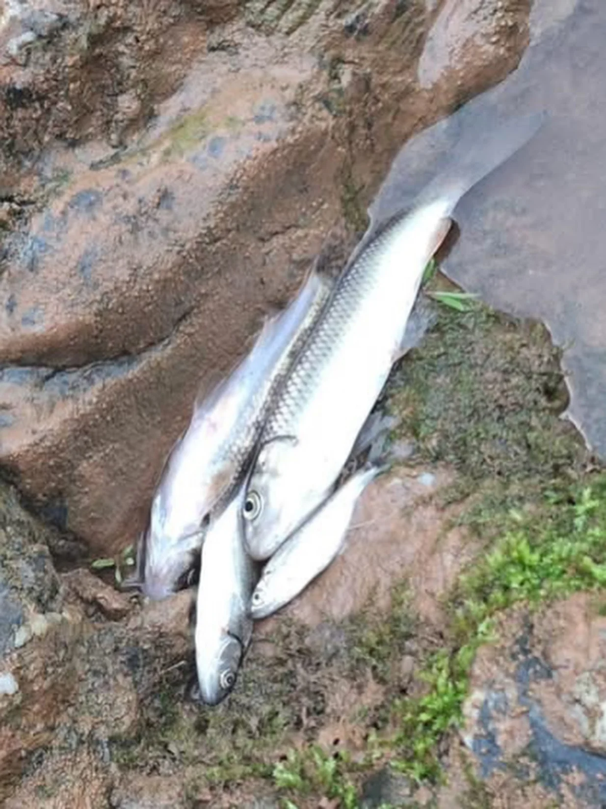 Pomor ribe, rijeka Jadar, istočna Bosna, Podrinje/Drina Media