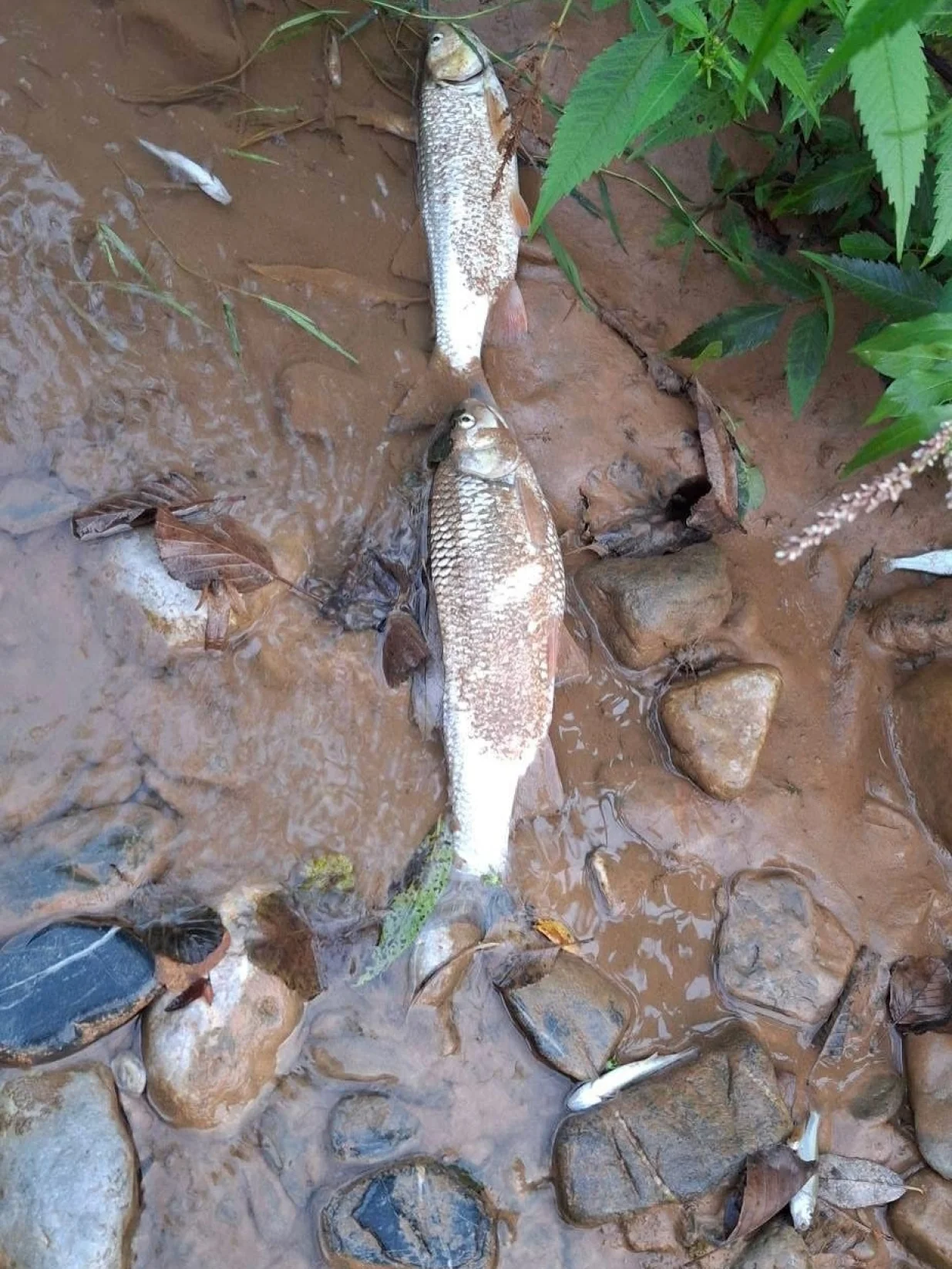 Pomor ribe, rijeka Jadar, istočna Bosna, Podrinje/Drina Media