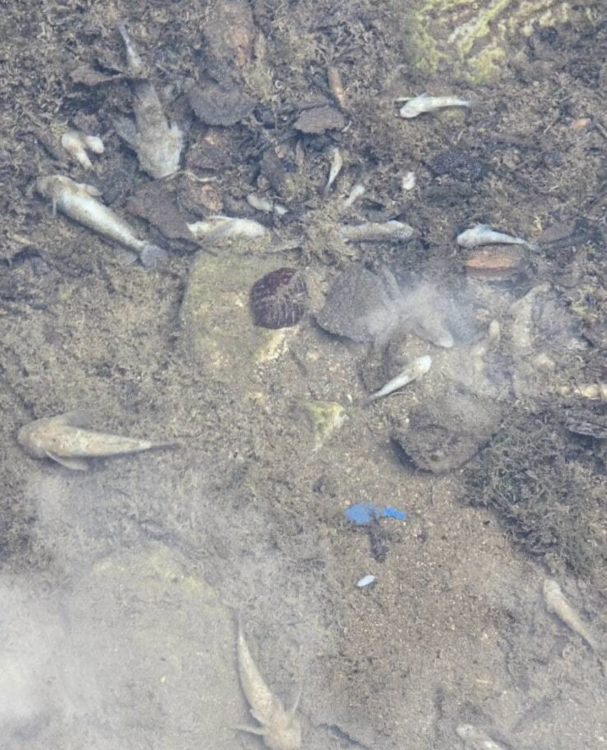 pomor ribe Konjic/Osr Konjic