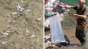 Pomor ribe u Neretvi/Osr Konjic