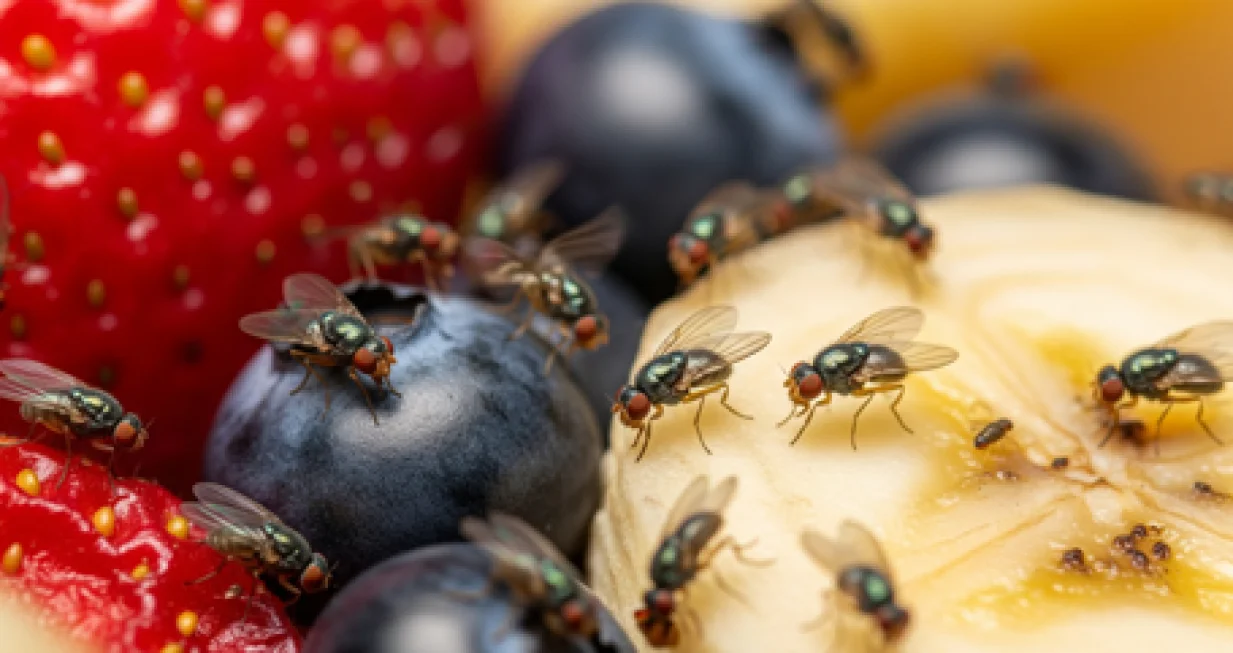 Riješite ih se lako/Ilustracija