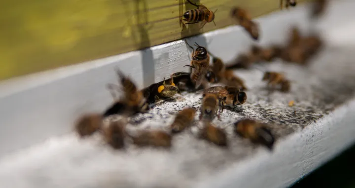 Pčele na letu/Damir Deljo