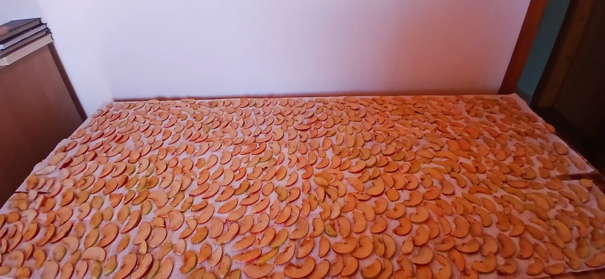 Ploške jabuka na sušenju/