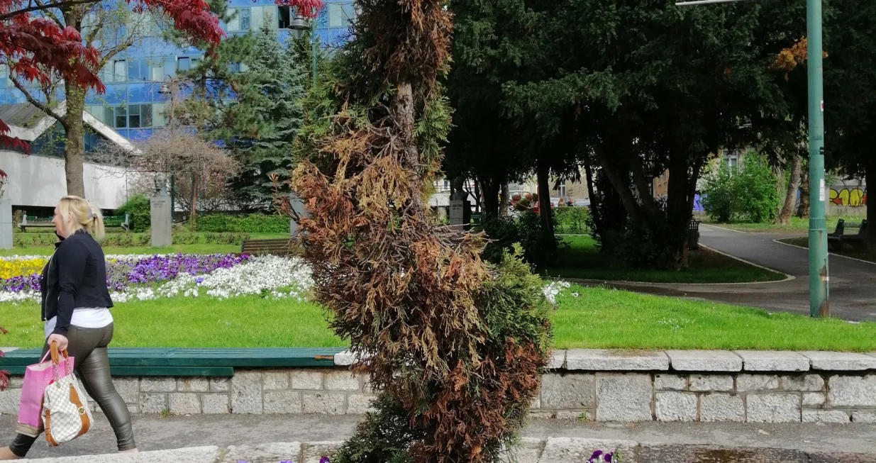 Oblikovana tuja koja se osušila u centru Sarajeva.jpg/