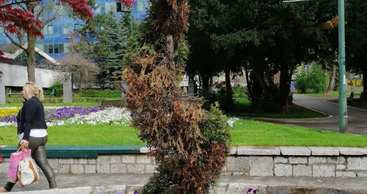 Oblikovana tuja koja se osušila u centru Sarajeva.jpg/