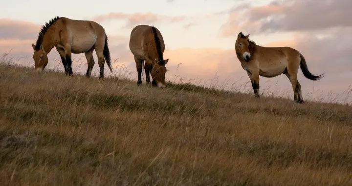 Mongolija divlji konji/