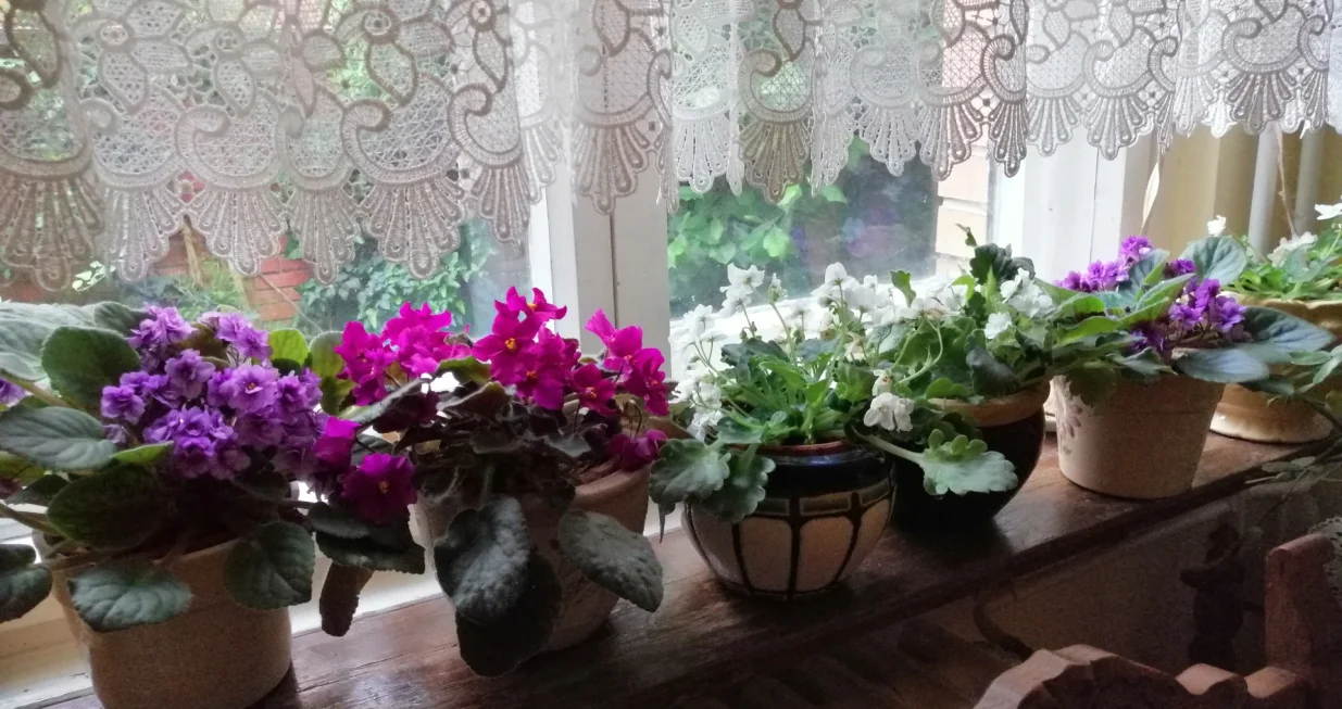 Iz sobe vire bogato rascvjetale afričke ljubičice/