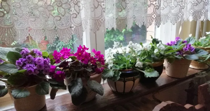 Iz sobe vire bogato rascvjetale afričke ljubičice/