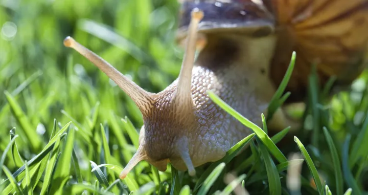 Neće više nikad prići vašoj bašti/Free Pik