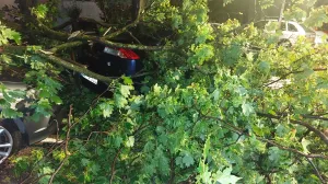 Olujno nevrijeme zahvatilo Mostar, počupano drveće i oštećeni automobili/Roland Grabovac