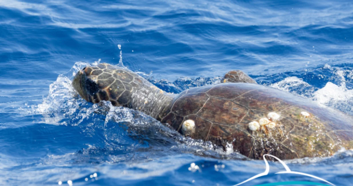 Prvo dokumentirano opažanje gniježđenja glavate želve (Caretta caretta) u Hrvatskoj/