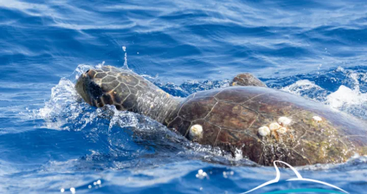 Prvo dokumentirano opažanje gniježđenja glavate želve (Caretta caretta) u Hrvatskoj/