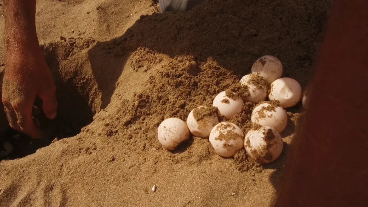 Prvo dokumentirano opažanje gniježđenja glavate želve (Caretta caretta) u Hrvatskoj/