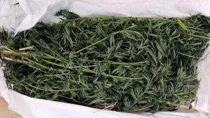 U Gradačcu pronađeno 23 kilograma marihuane, uhapšena jedna osoba/Mup Tk