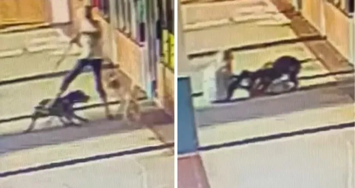 Starica je hrabro branila svog psa/Facebook