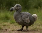Ptica dodo/