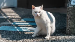 Tu je s razlogom/Free Pik