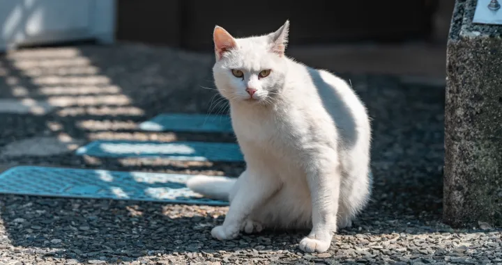 Tu je s razlogom/Free Pik