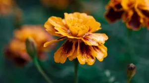 Priroda nam daje najljepši poklon/Free Pik