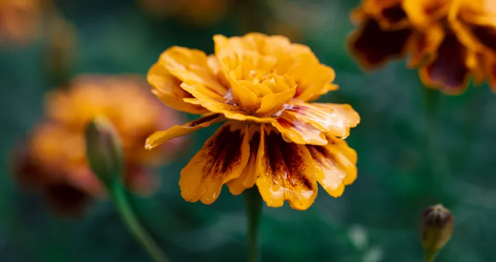 Priroda nam daje najljepši poklon/Free Pik