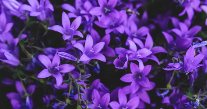 Cijeli internet priča o ovom triku za cvijeće/Free Pik