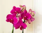 Orhideje vam neće prestati cvjetati/Free Pik