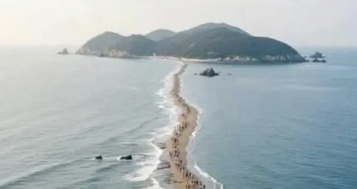 Čudo Džindoa u Južnoj Koreji/Instagram