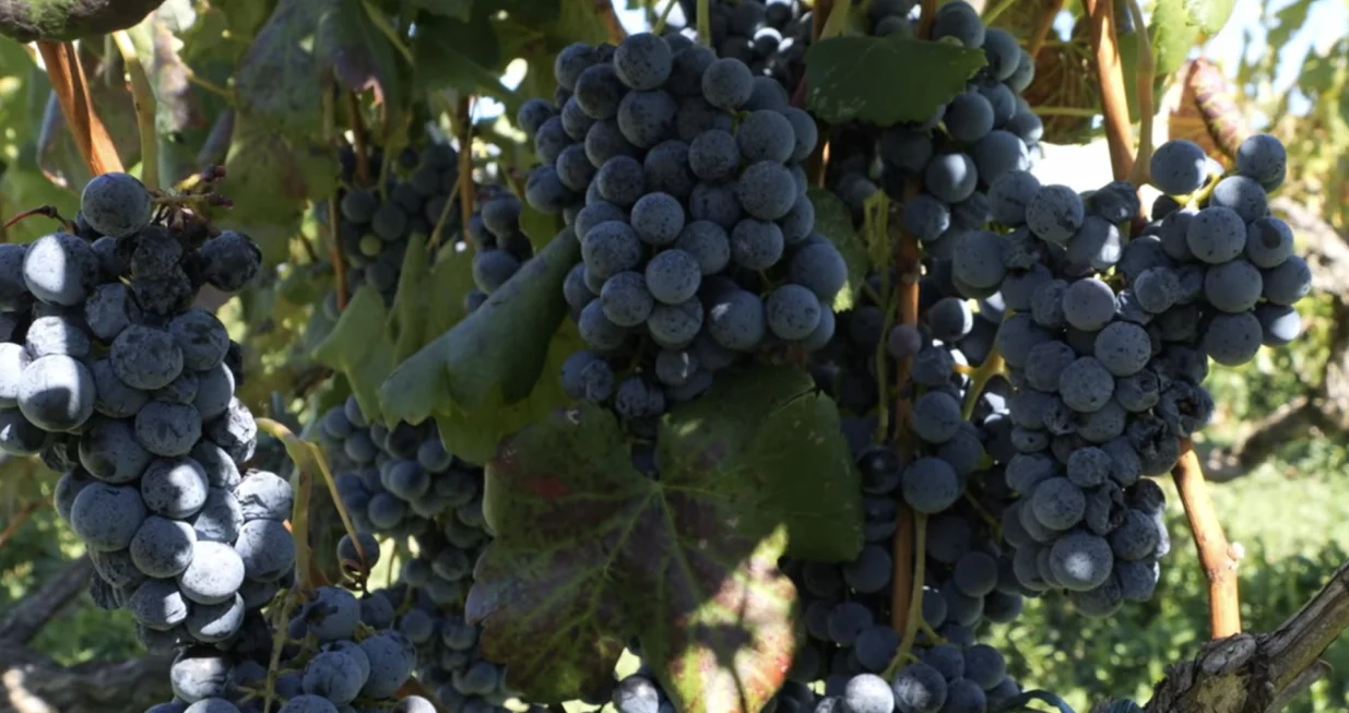 Grožđe i ove godine uspjelo/Srećko Stipović