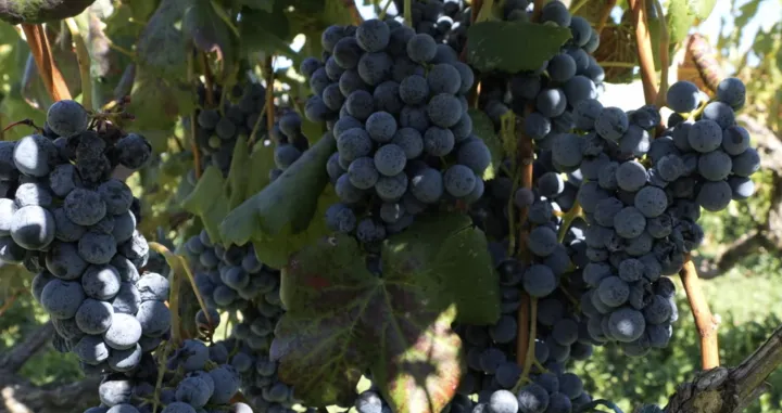 Grožđe i ove godine uspjelo/Srećko Stipović