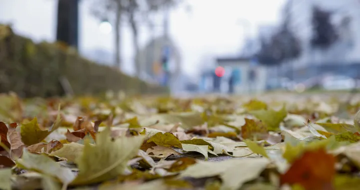 Jesen jutro/Damir Deljo