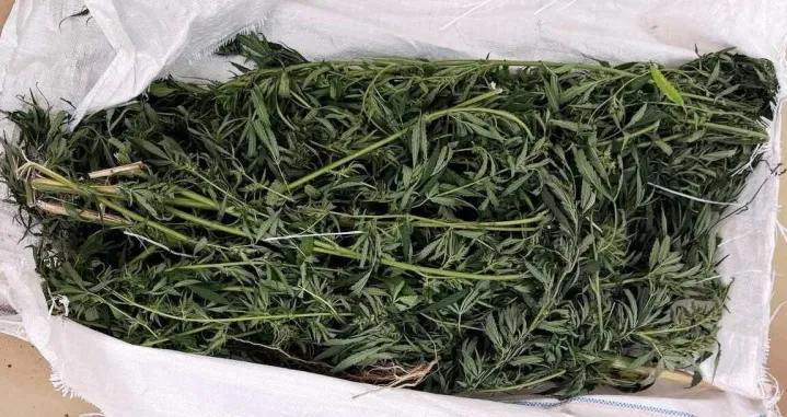 U Gradačcu pronađeno 23 kilograma marihuane, uhapšena jedna osoba/Mup Tk