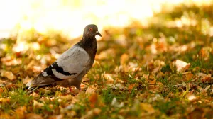 Početak Jeseni 2025/Damir Deljo