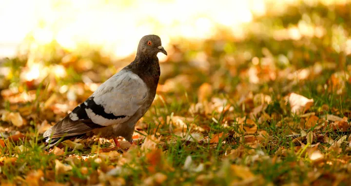 Početak Jeseni 2025/Damir Deljo