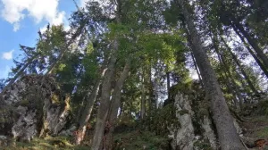 Šuma Ilustracija/Fena