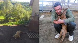 Azmir Masić, Osmače-Srebrenica, medvjed usmrtio četiri ovce/Agroklub.ba