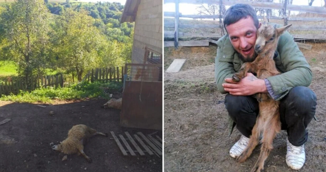 Azmir Masić, Osmače-Srebrenica, medvjed usmrtio četiri ovce/Agroklub.ba