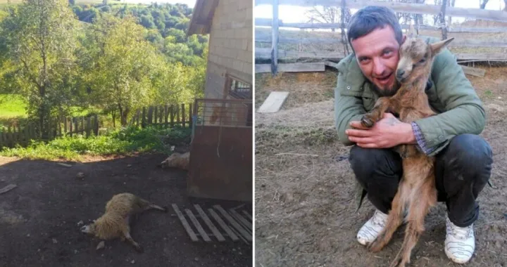 Azmir Masić, Osmače-Srebrenica, medvjed usmrtio četiri ovce/Agroklub.ba